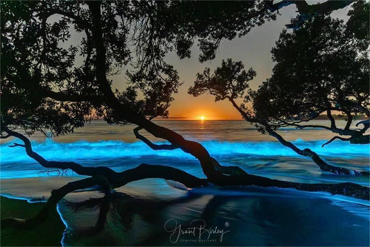 GREEN ROSES ECHO has Arrived.