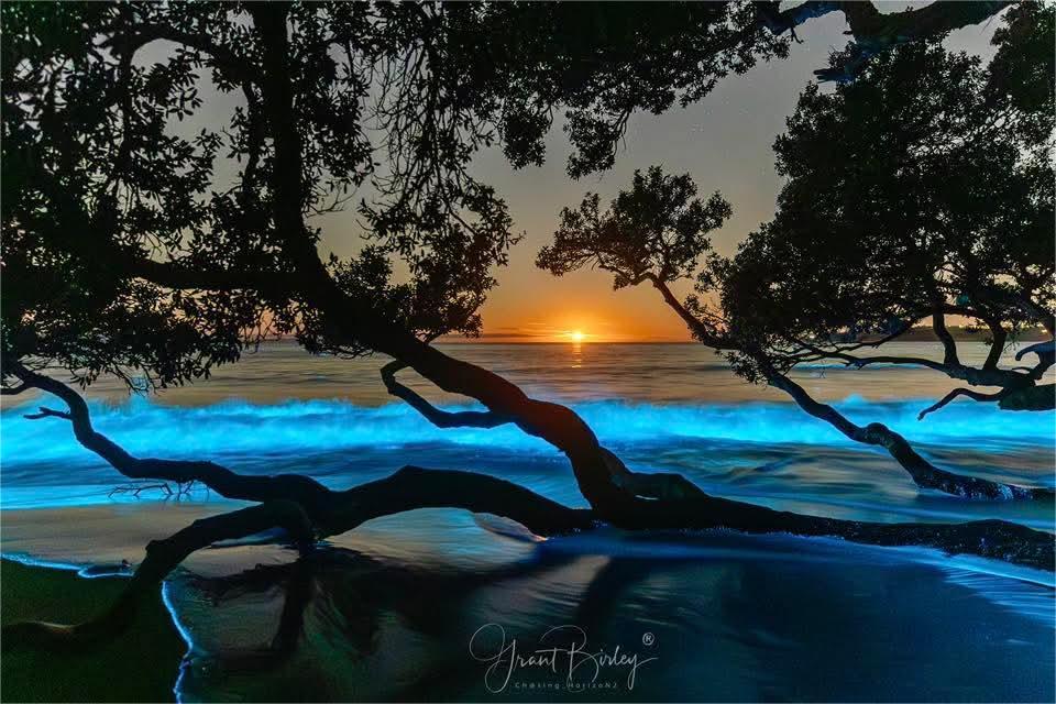 GREEN ROSES ECHO has Arrived.